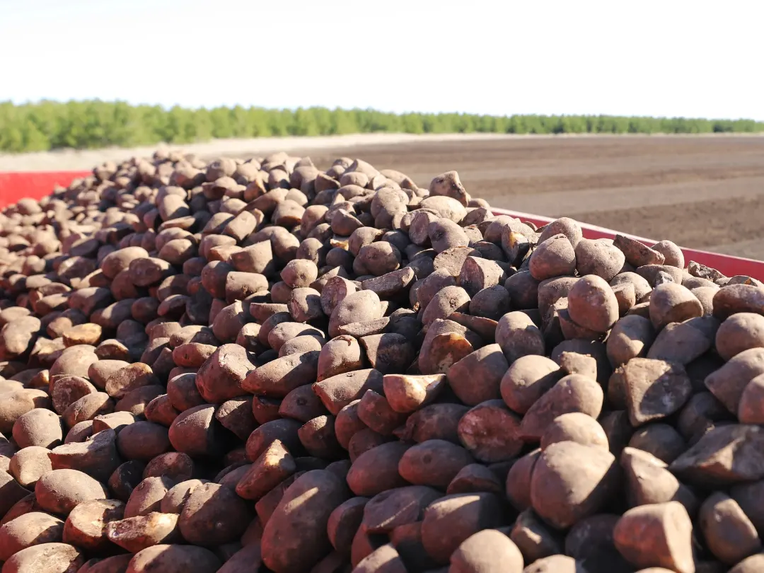 Pile of harvested potatoes in farm field