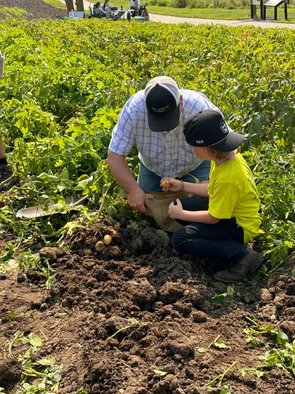 Adult helping child dig potatoes