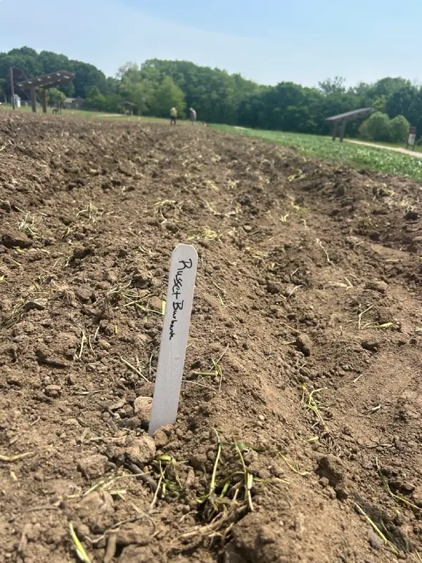 Field marker placed in freshly cultivated soil