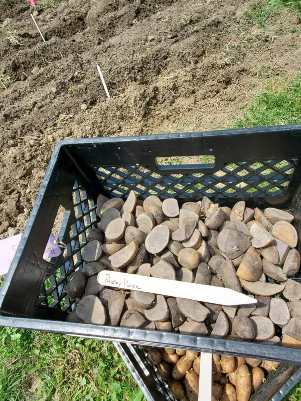 Crate filled with seed potatoes outdoors
