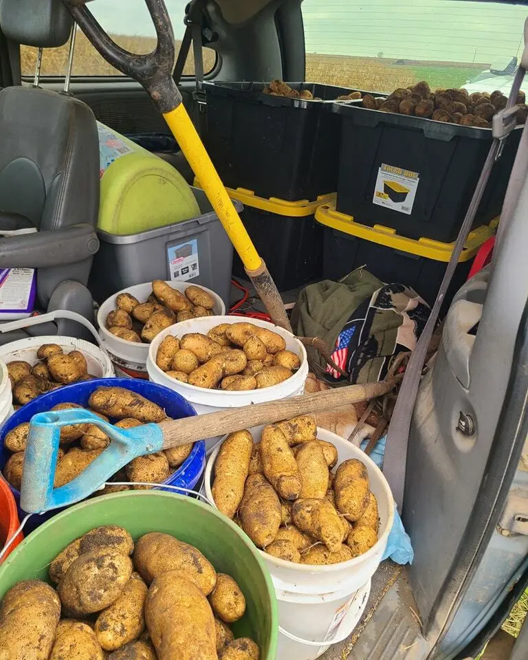 Harvested potatoes stored in bins inside vehicle