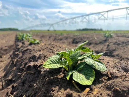 Leafy green vegetable growing in soil