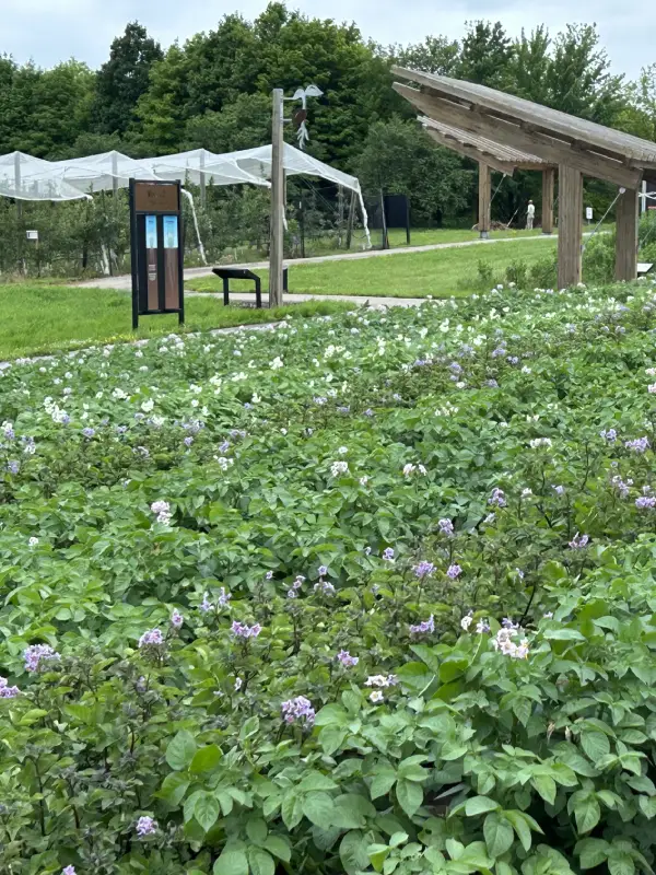 Pollinator garden with purple flowers and informational signs