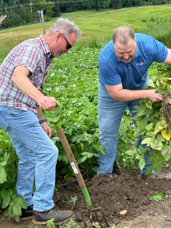 Farmers digging crops in cultivated field