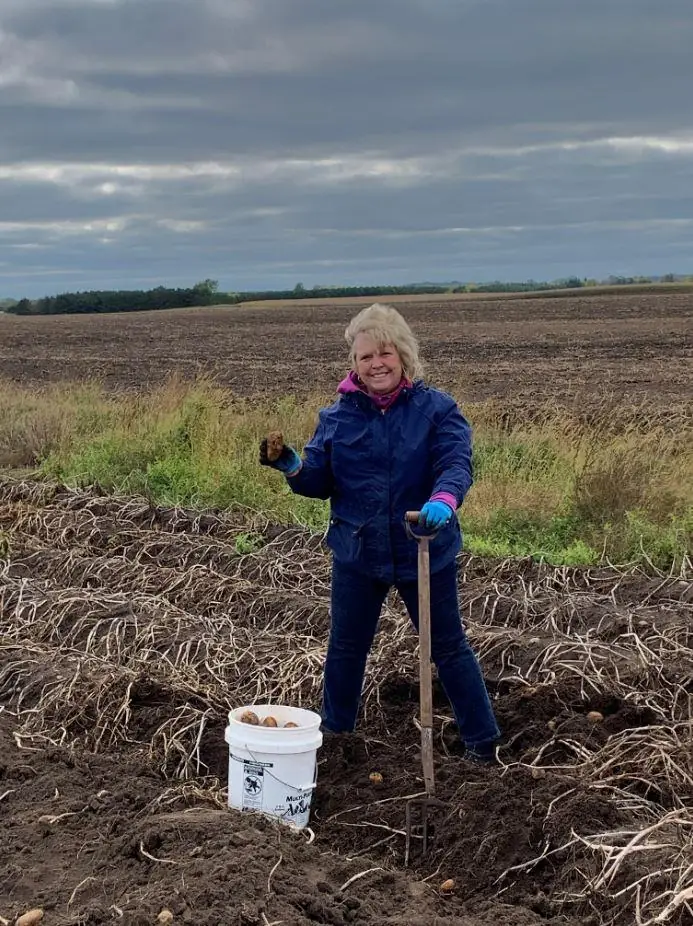 A person stands in a potato field holding a potato and a garden fork, with a bucket of potatoes on the ground.