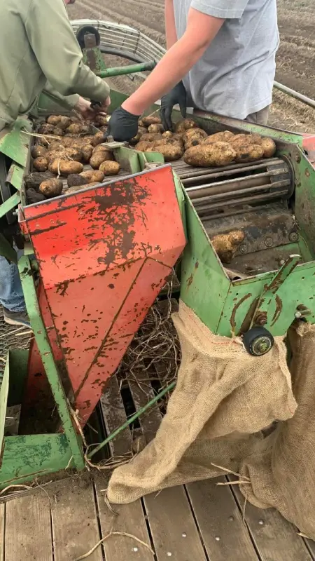 Potato harvesting equipment unloading freshly dug potatoes