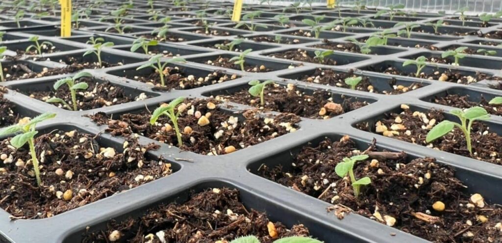 Seedlings growing in greenhouse trays