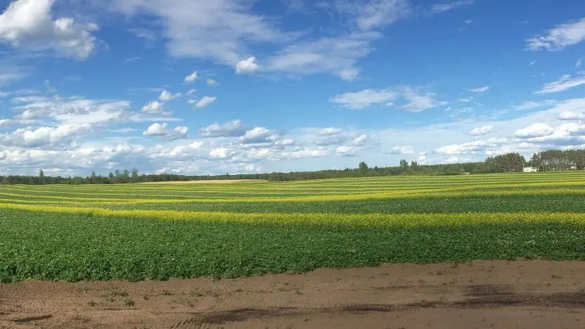A vast agricultural field with alternating rows of green and yellow crops under a blue sky with clouds.