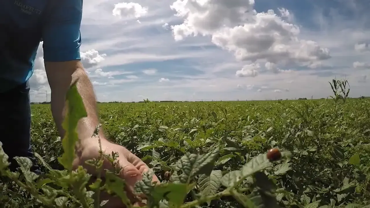 Farmer working in field
