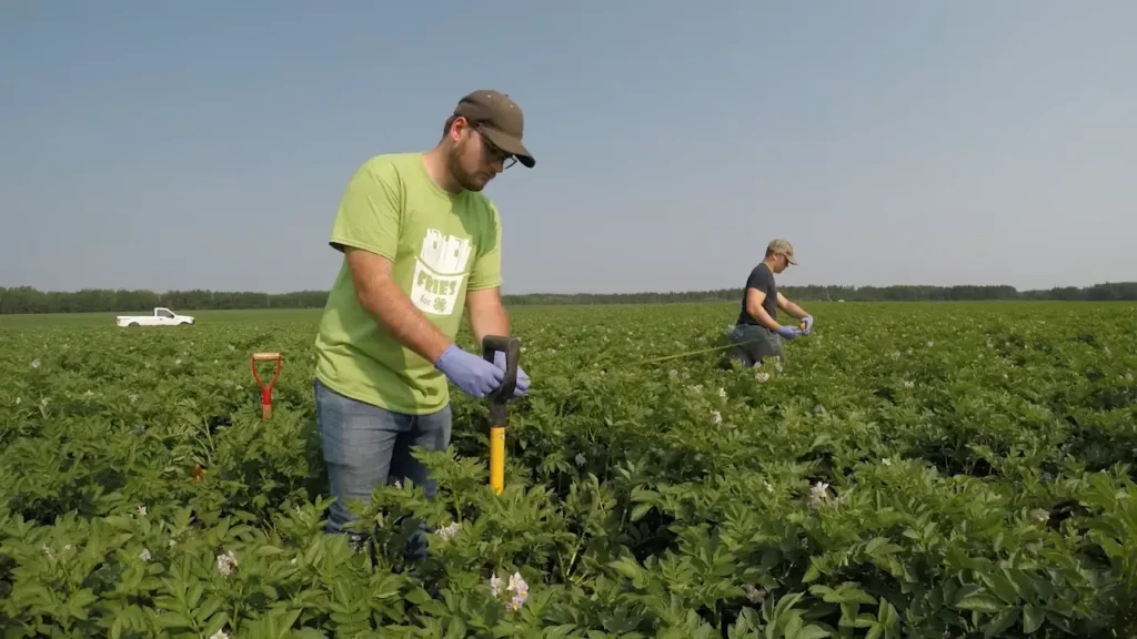 Farmers in potato field, digging