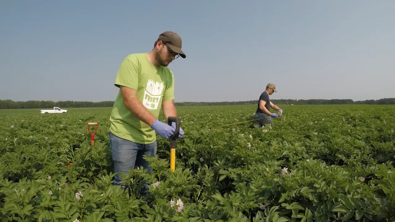 Farmers in potato field, digging
