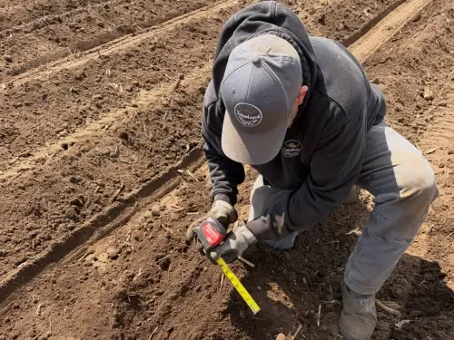 Farmer measuring crop in field