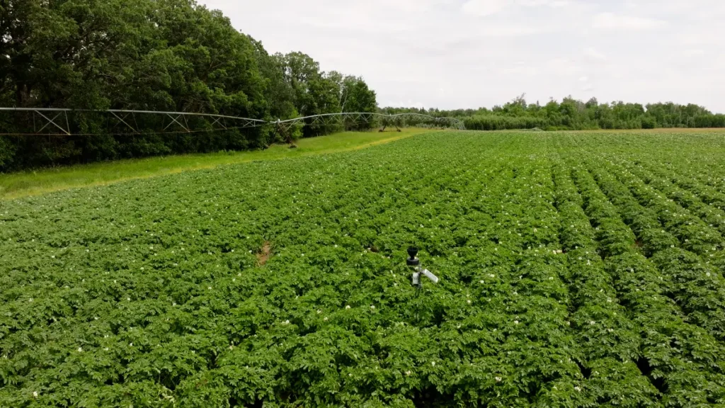 Green potato field under cloudy sky