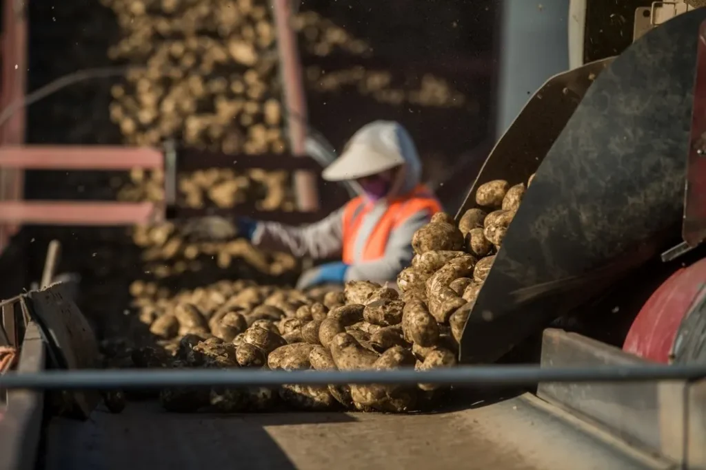 Worker sorting potatoes during harvest operation