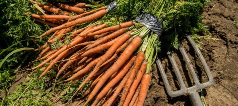 Freshly harvested carrots piled together