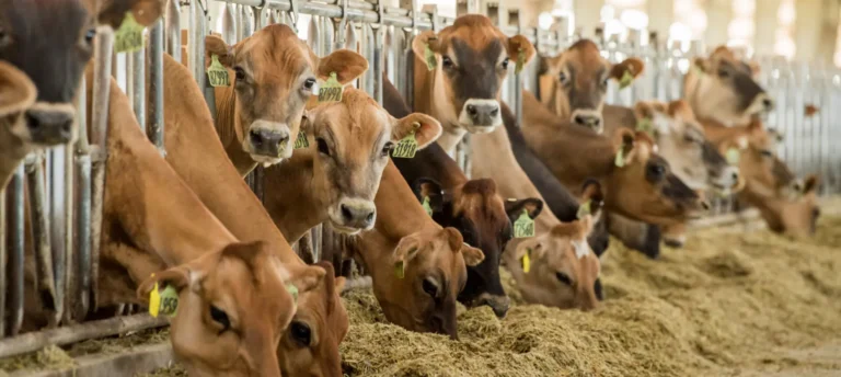 Brown cattle gathered in feeding area