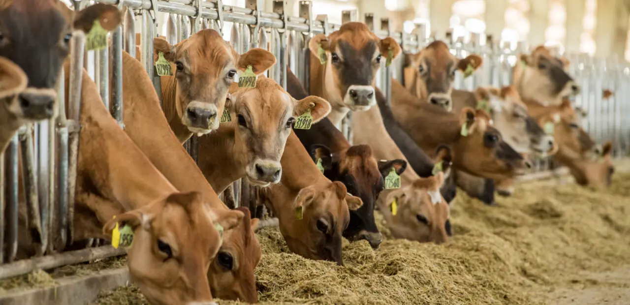 Brown cattle gathered in feeding area