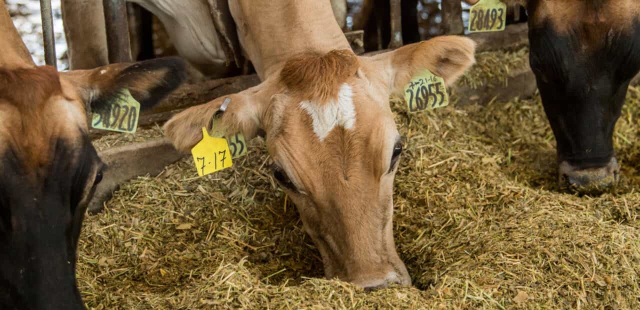 Cow eating hay inside barn