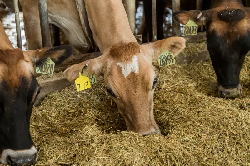 Cow eating hay inside barn