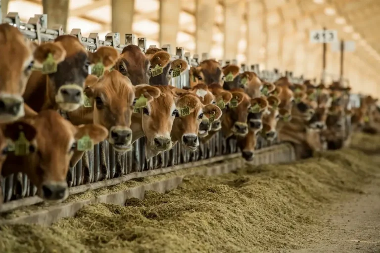Brown cattle gathered behind feeding fence