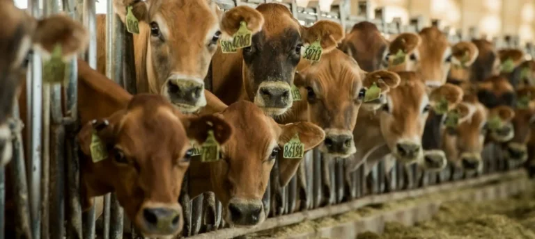 Brown cattle gathered behind feeding fence