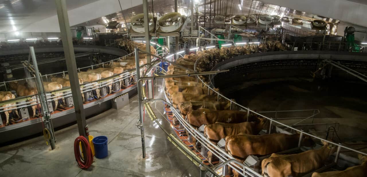 Cows standing in automated rotary milking facility indoors