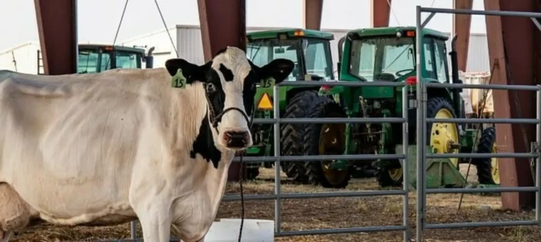 Cow standing inside livestock barn