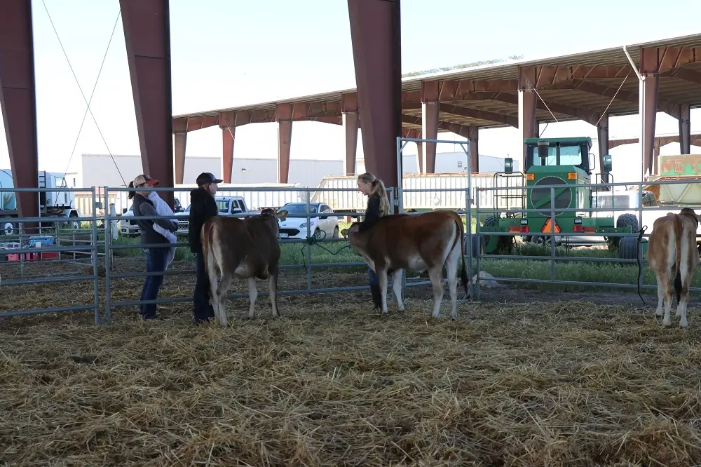 Cattle standing inside open-sided livestock barn