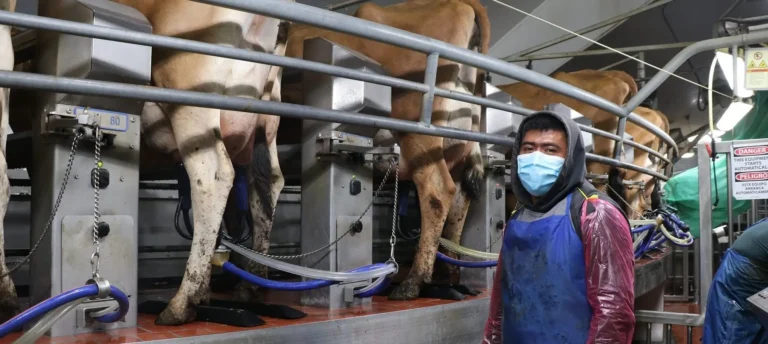 Worker in a mask milking facility