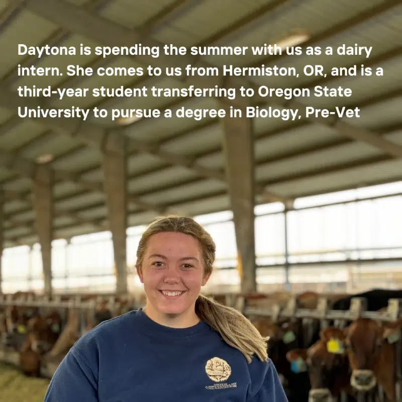 Daytona, inside a dairy barn. Transcribed Text: Daytona is spending the summer with us as a dairy intern. She comes to us from Hermiston, OR, and is a third-year student transferring to Oregon State University to pursue a degree in Biology, Pre-Vet.