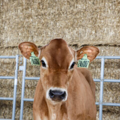 Brown cow standing behind metal fence