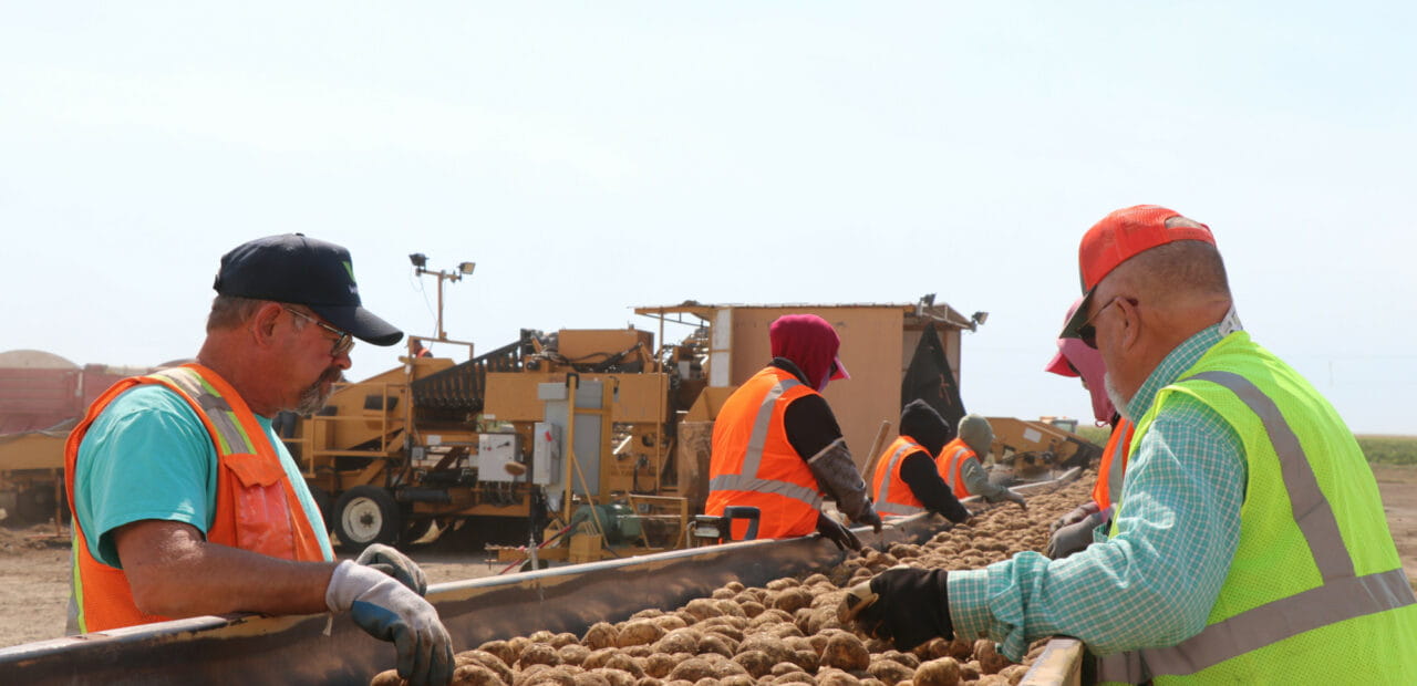 Workers loading harvested potatoes outdoors