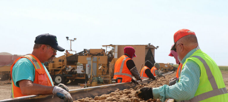 Workers sorting potatoes during harvest operation outdoors