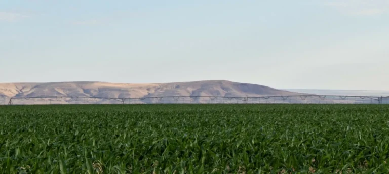 Green crop field with hills in distance