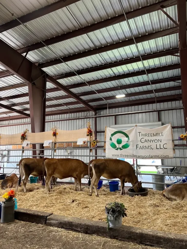Cattle inside open-sided livestock barn