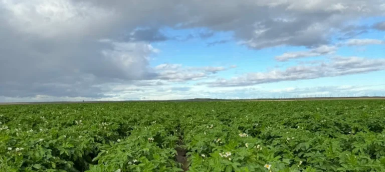 Wide green agricultural field under cloudy sky