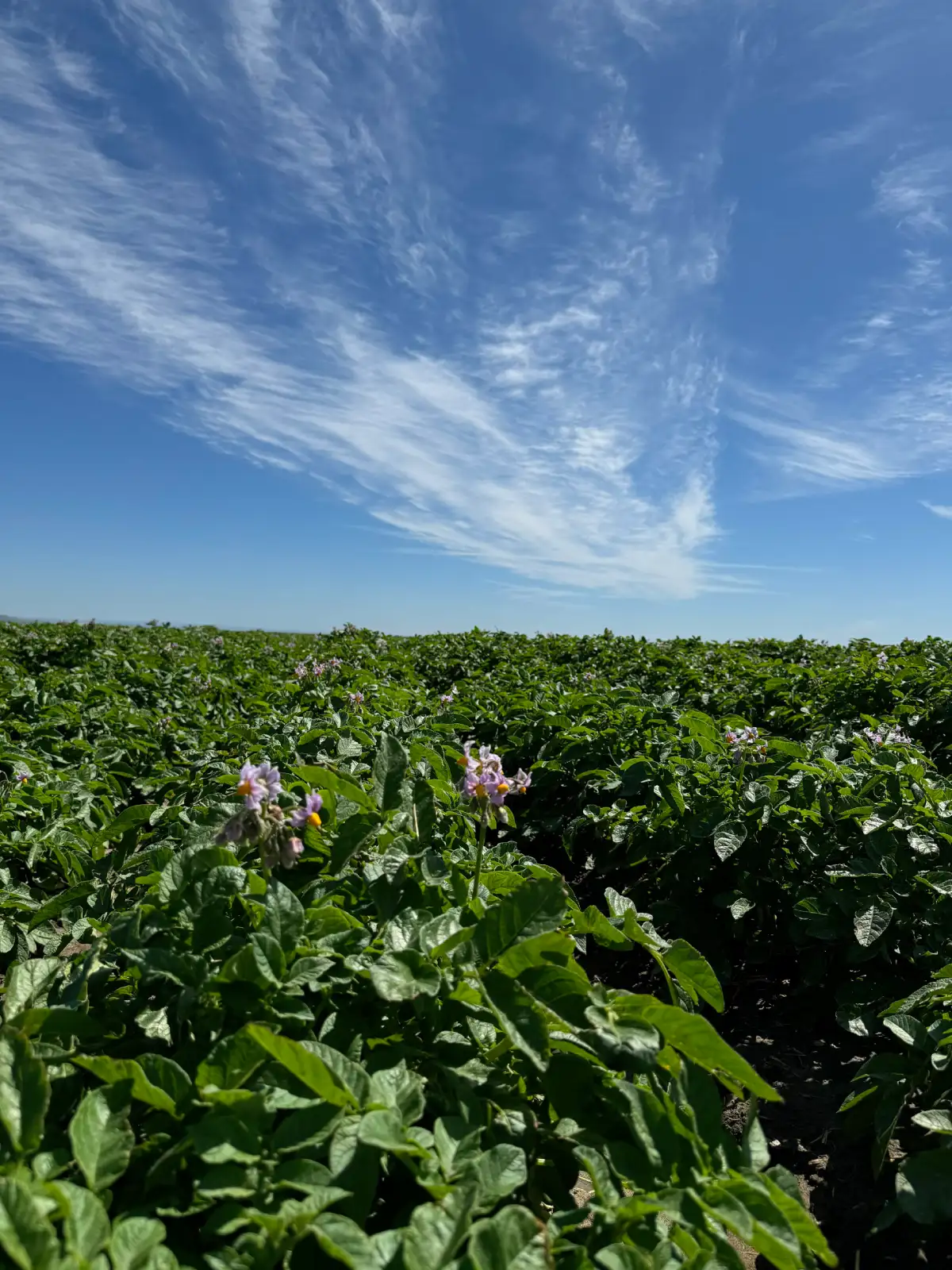 Flowering crop field under dramatic clouds