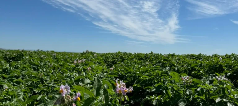 Flowering crop field under blue sky