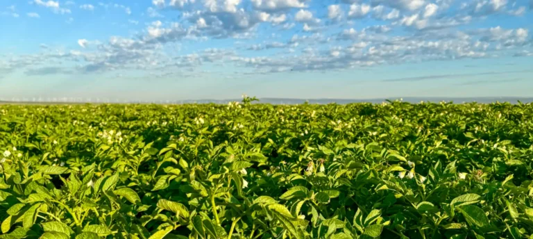 Green crop field under partly cloudy sky