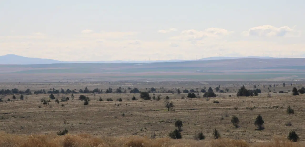 Wide rural landscape with sparse trees and distant hills