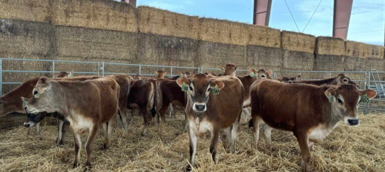 Young cattle standing inside barn