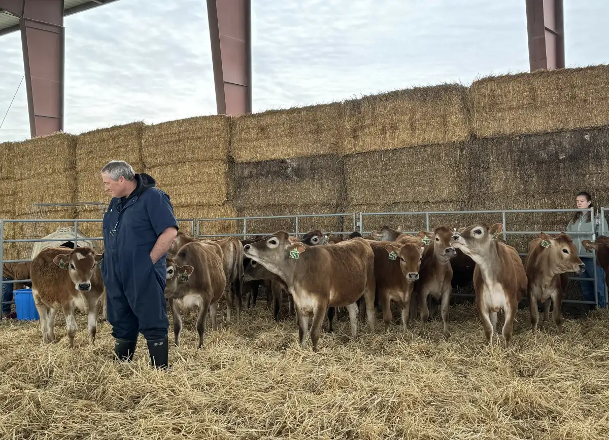 Person feeding cattle beside stacked hay bales