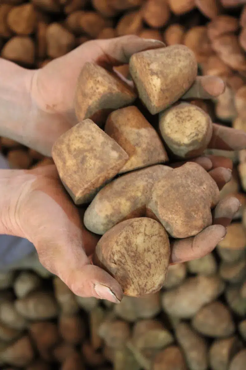 Hands holding freshly harvested potatoes