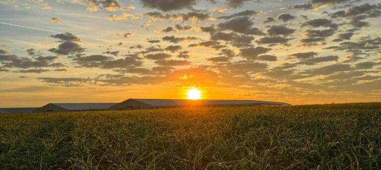 Sunset over open agricultural landscape