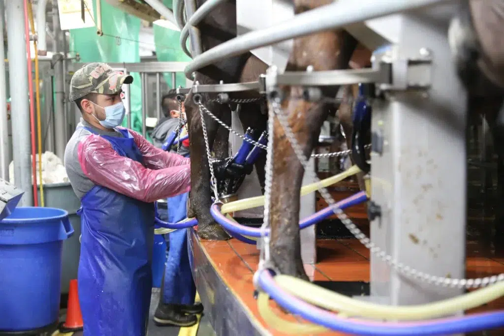 Worker operating equipment inside milking facility