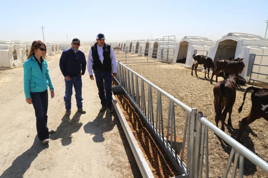 People walking beside cattle pens outdoors