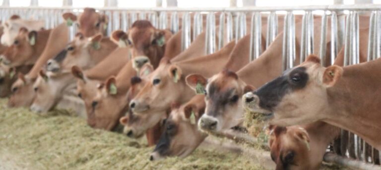 Constant Learning and Improvement in Threemile’s Animal Welfare Program