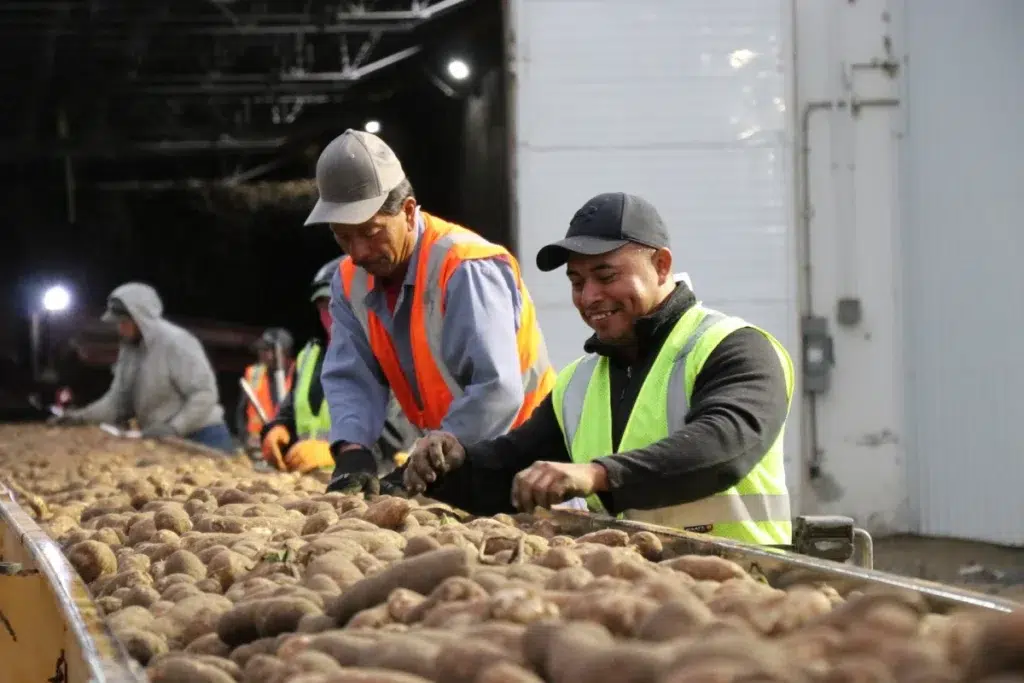Workers sorting potatoes during harvest operation