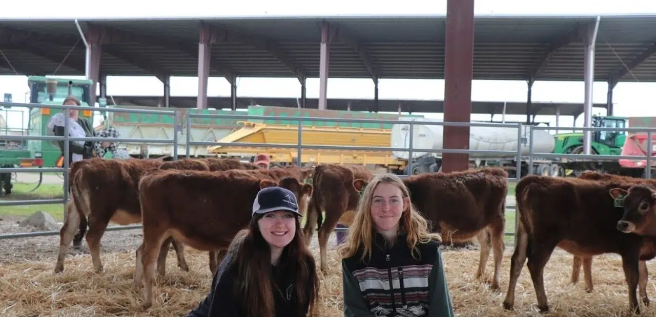 Two people posing inside livestock barn near cattle