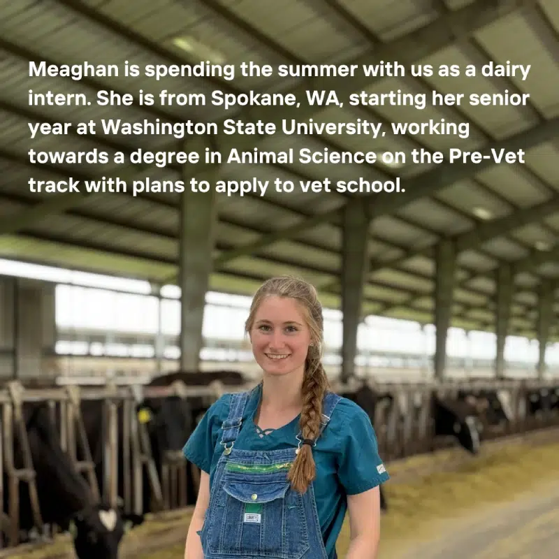 A woman inside a barn with her hair in a braid, wearing overalls. Transcribed Text: Meaghan is spending the summer with us as a dairy intern. She is from Spokane, WA, starting her senior year at Washington State University, working towards a degree in Animal Science on the Pre-Vet track with plans to apply to vet school.